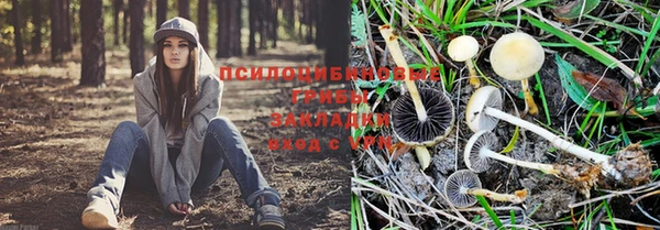гидра Бородино
